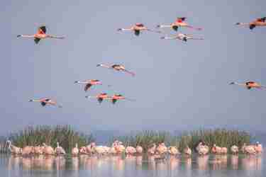 flamingo migration, lake elementaita, kenya 