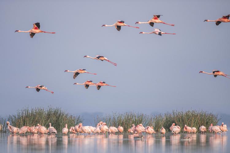flamingo migration, lake elementaita, kenya 