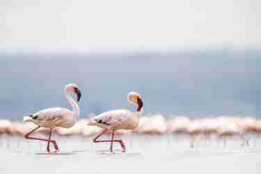 pair of flamingos, lake nakuru, kenya