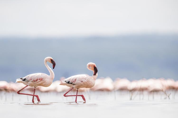 pair of flamingos, lake nakuru, kenya