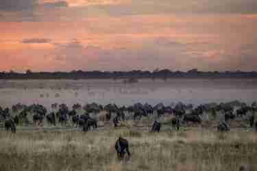 the great wildebeest migration, liuwa plain, zambia safaris