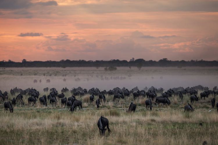 the great wildebeest migration, liuwa plain, zambia safaris