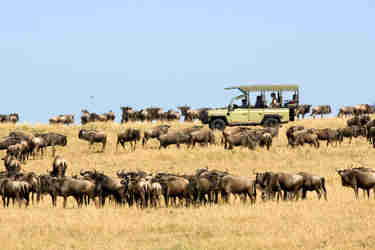 the great migration, serengeti, ubuntu camp, tanzania