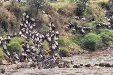 the great migration, serians serengeti north, tanzania
