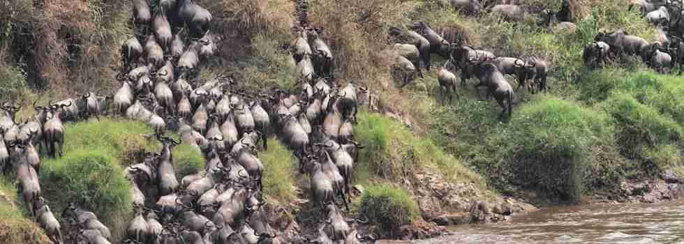 the great migration, serians serengeti north, tanzania