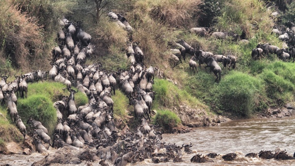 the great migration, serians serengeti north, tanzania