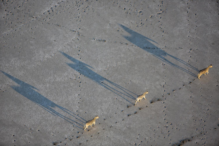 shadows, zebra migration, jacks camp, botswana