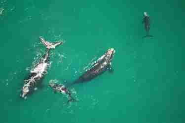 whale migration, marine hotel, hermanus, south africa