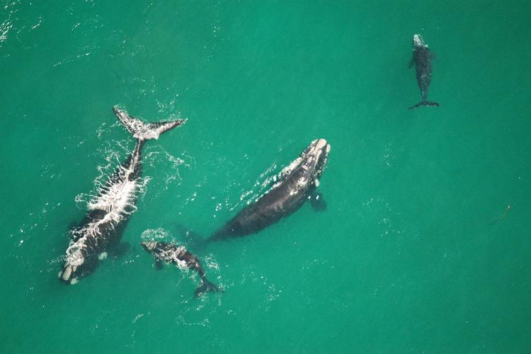 whale migration, marine hotel, hermanus, south africa