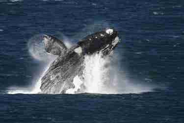 whale safaris, marine hotel, hermanus, south africa