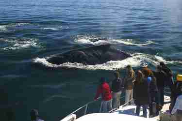 whale watching, marine hotel, hermanus, south africa