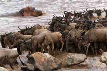 wildebeest, songo migrational camp, serengeti, tanzania 