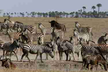 zebra migration, jacks camp, botswana 