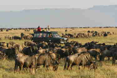 game drive, the serengeti, tanzania v kenya safaris