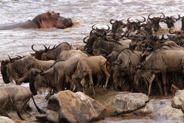 wildebeest, the great migration, tanzania v kenya safaris
