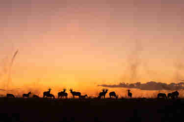 sunset in the maasai mara, tanzania v kenya safaris