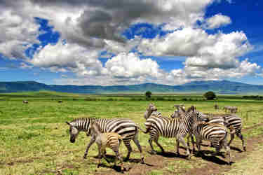 zebra, ngorongoro crater, tanzania v kenya safaris