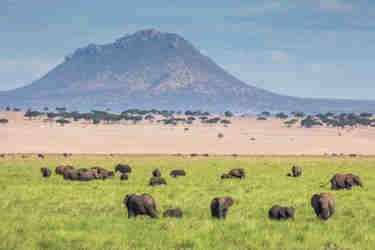wildlife in tarangire national park, tanzania v kenya safaris