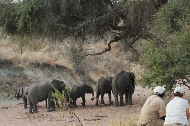 ruaha, southern tanzania, tanzania vs kenya safaris