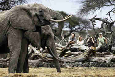 elephant safaris, Laikipia, kenya vs tanzania