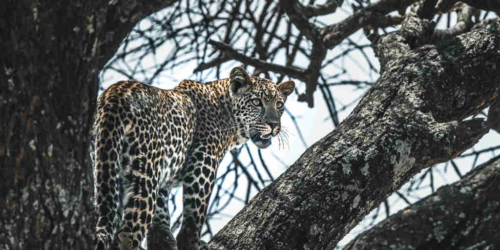 Leopard, wildlife safaris, Lemala, Tanzania