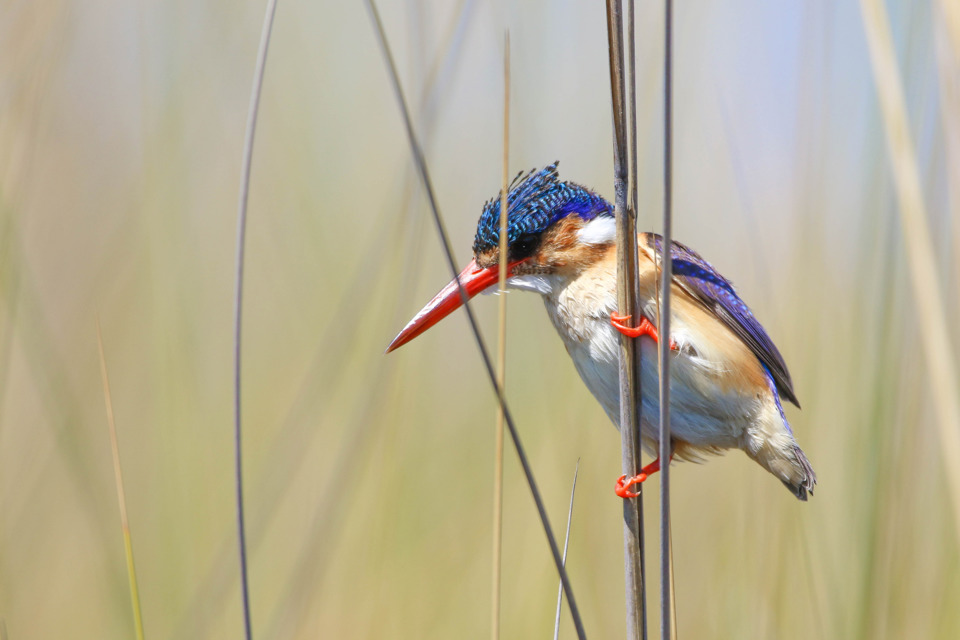 Malachite kingfisher, mokoro safaris, Okavango Delta, Botswana