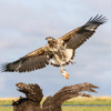 Juvenile fish eagle with cat fish