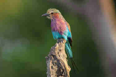Lilac breasted roller, birdwatching safaris