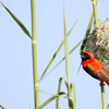Red bishop, birdwatching safaris