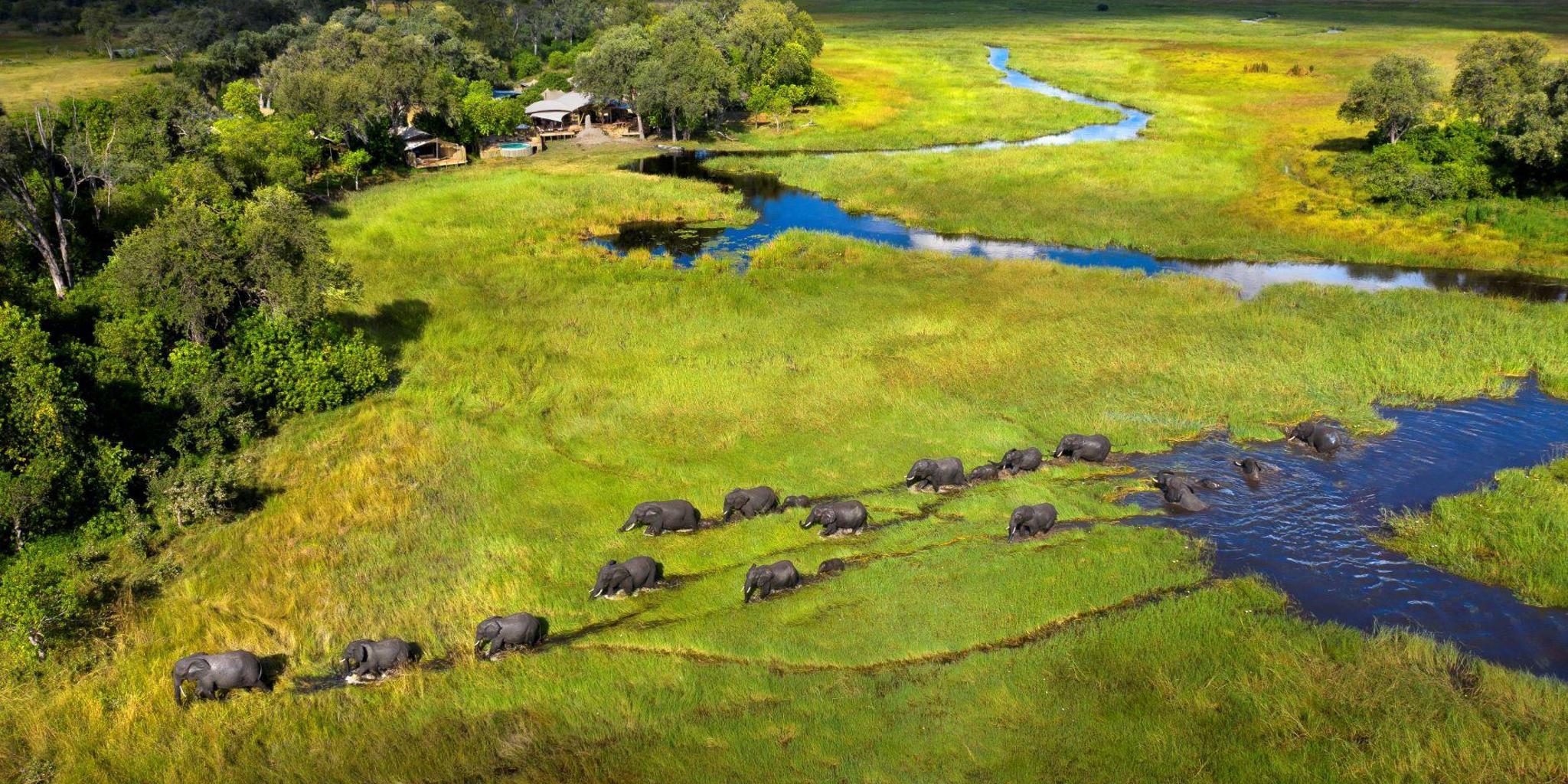 elephants in the bush, Khwai leadwood under thatch, botswana 