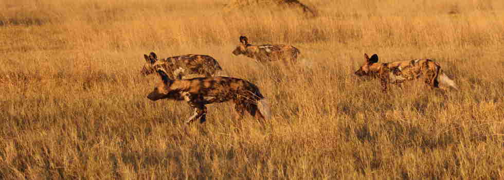 wild dog pack, relocation and rescue, botswana