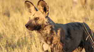 wild dog, relocation and rescue, botswana