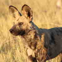 wild dog, relocation and rescue, botswana