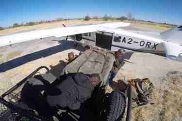 getting wild dogs onto the plane, relocation and rescue, botswana