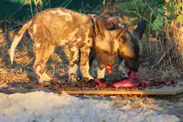 wild dog feeding, relocation and research, botswana