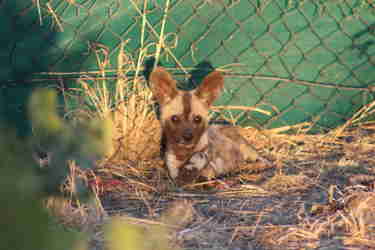 wild dog puppy, relocation and research, botswana