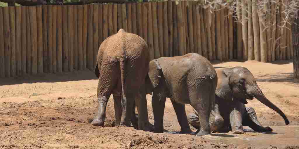 elephants, matthews range sanctuary, kenya