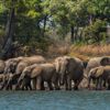 elephants, ila safari lodge, kafue national park, zambia