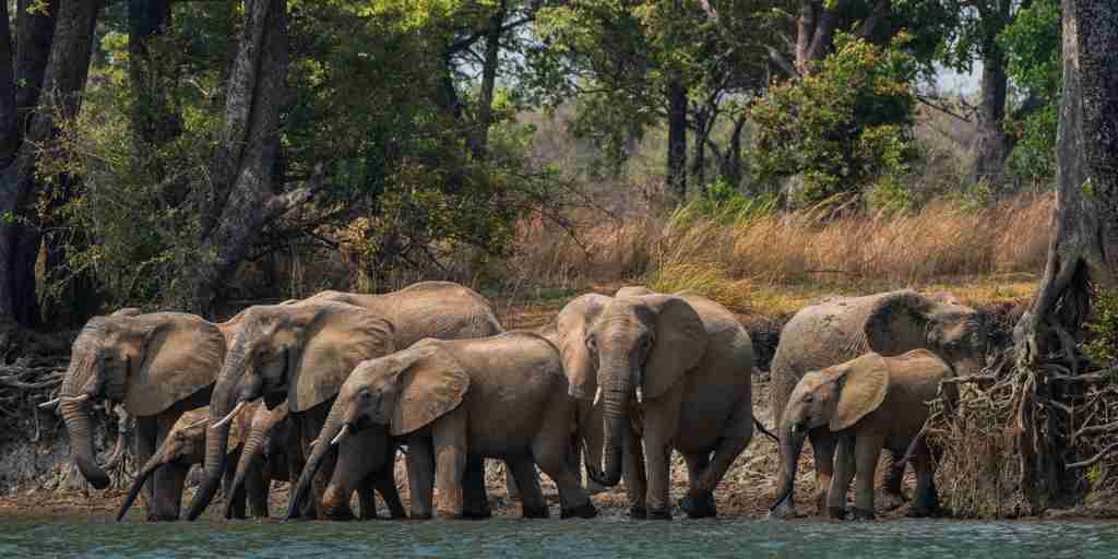 elephants, ila safari lodge, kafue national park, zambia
