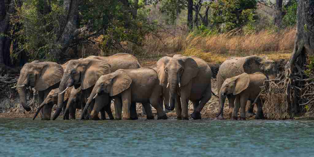 elephants, ila safari lodge, kafue national park, zambia