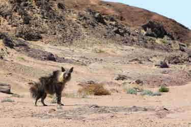 brown hyena, hoanib skeleton coast camp, namibia