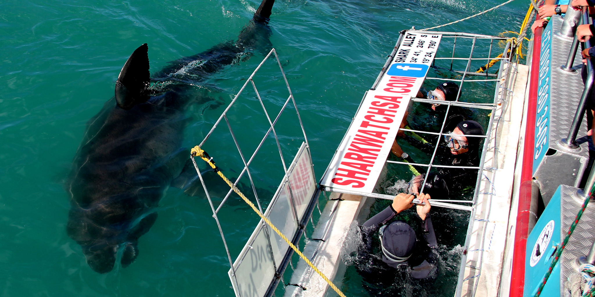 shark cage diving in gansbaai, south africa