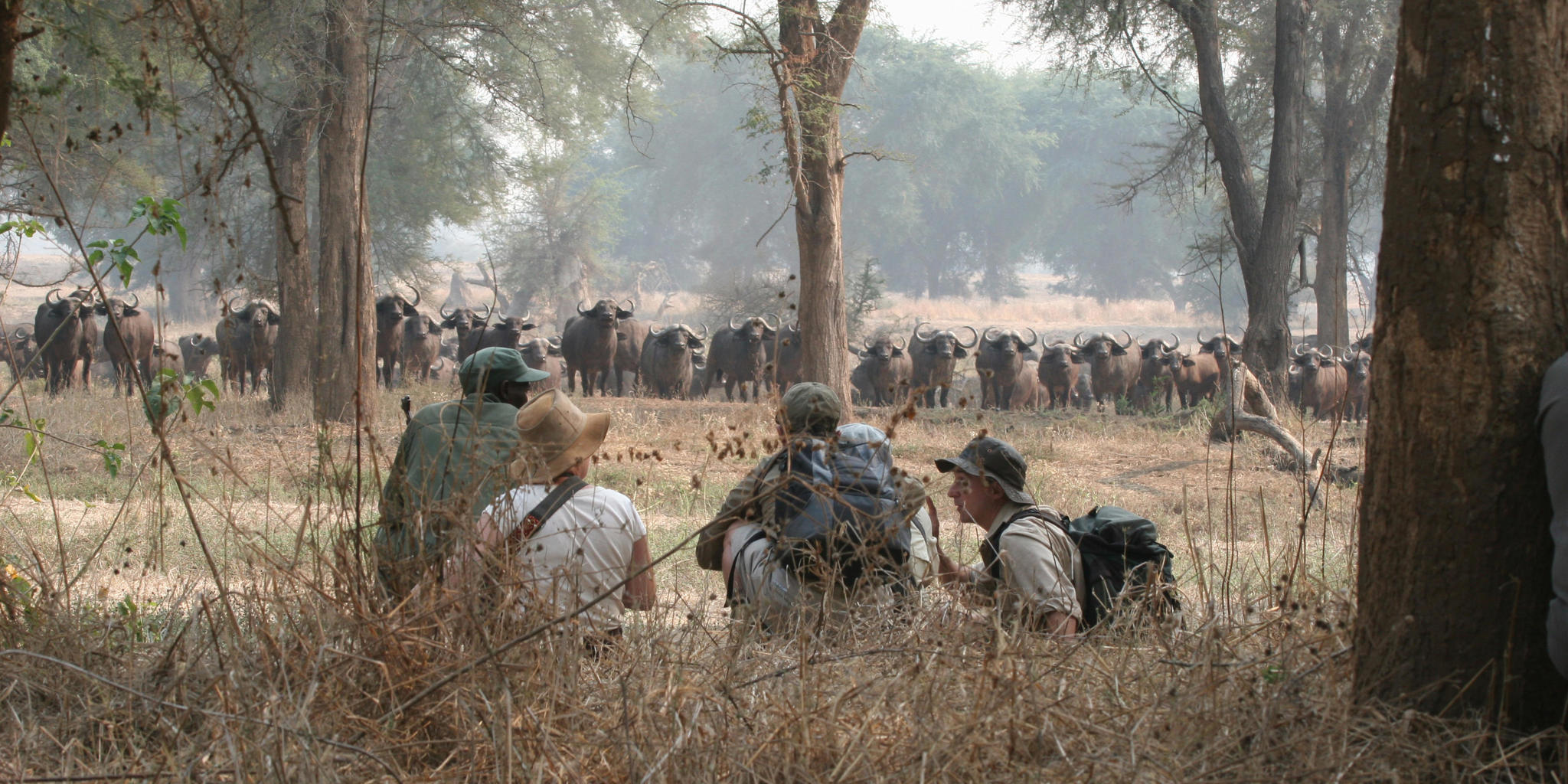 walking safari, hwange bush camp, hwange national park, zimbabwe