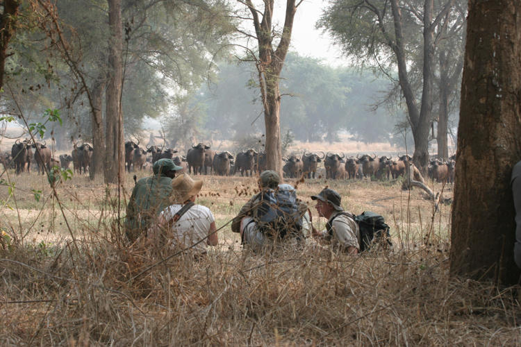 walking safari, hwange bush camp, hwange national park, zimbabwe