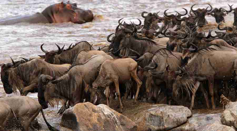 Wildebeest migration, tanzania safari holidays