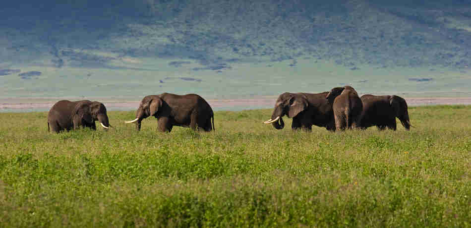 elephants in the ngorongoro crater, tanzania safari holidays