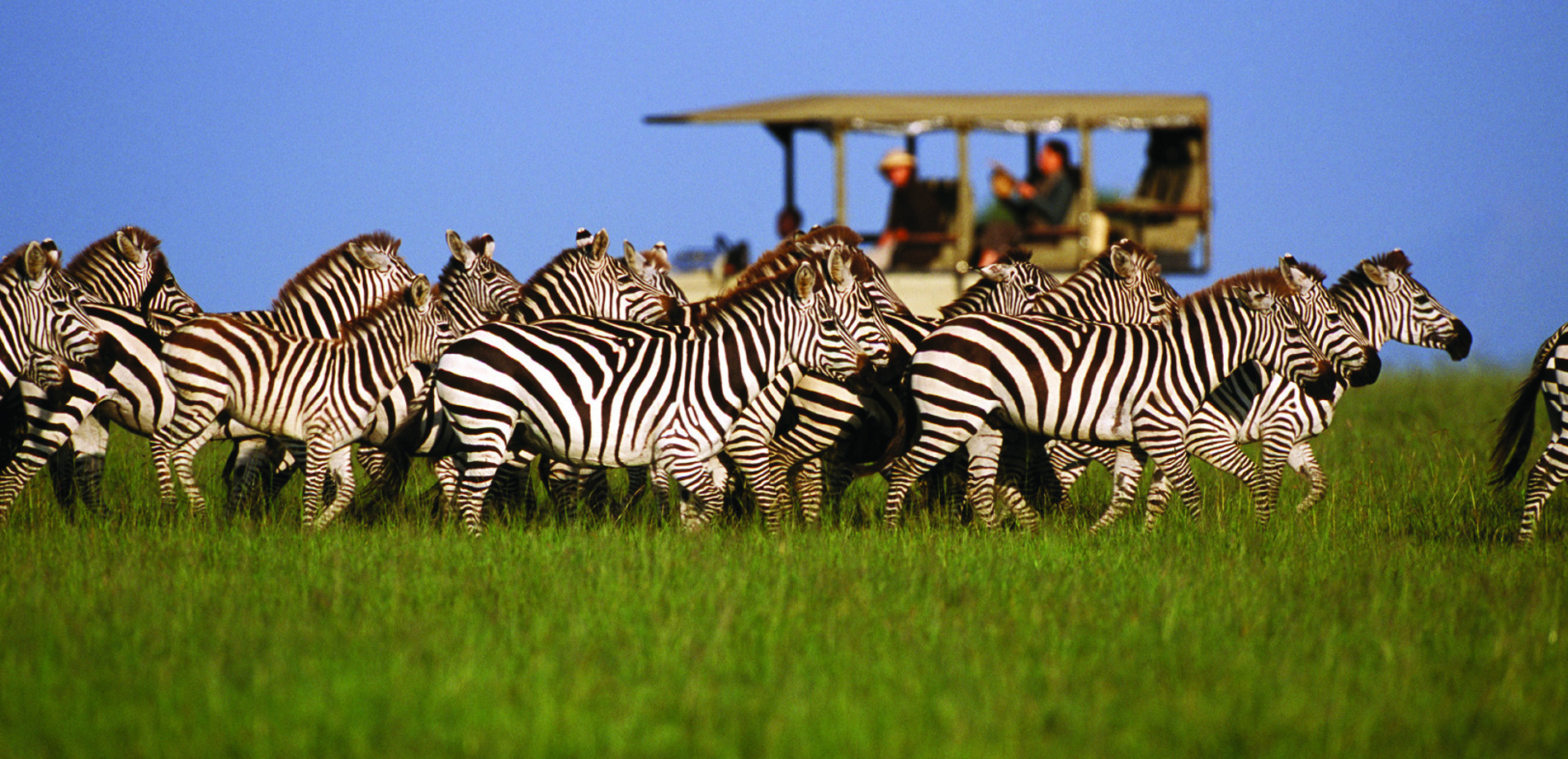 Tanzania Safaris | Luxury Bespoke Holidays | Yellow Zebra Safaris