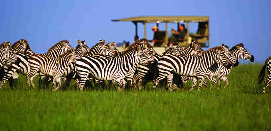 zebra game drive, august in tanzania, safari africa