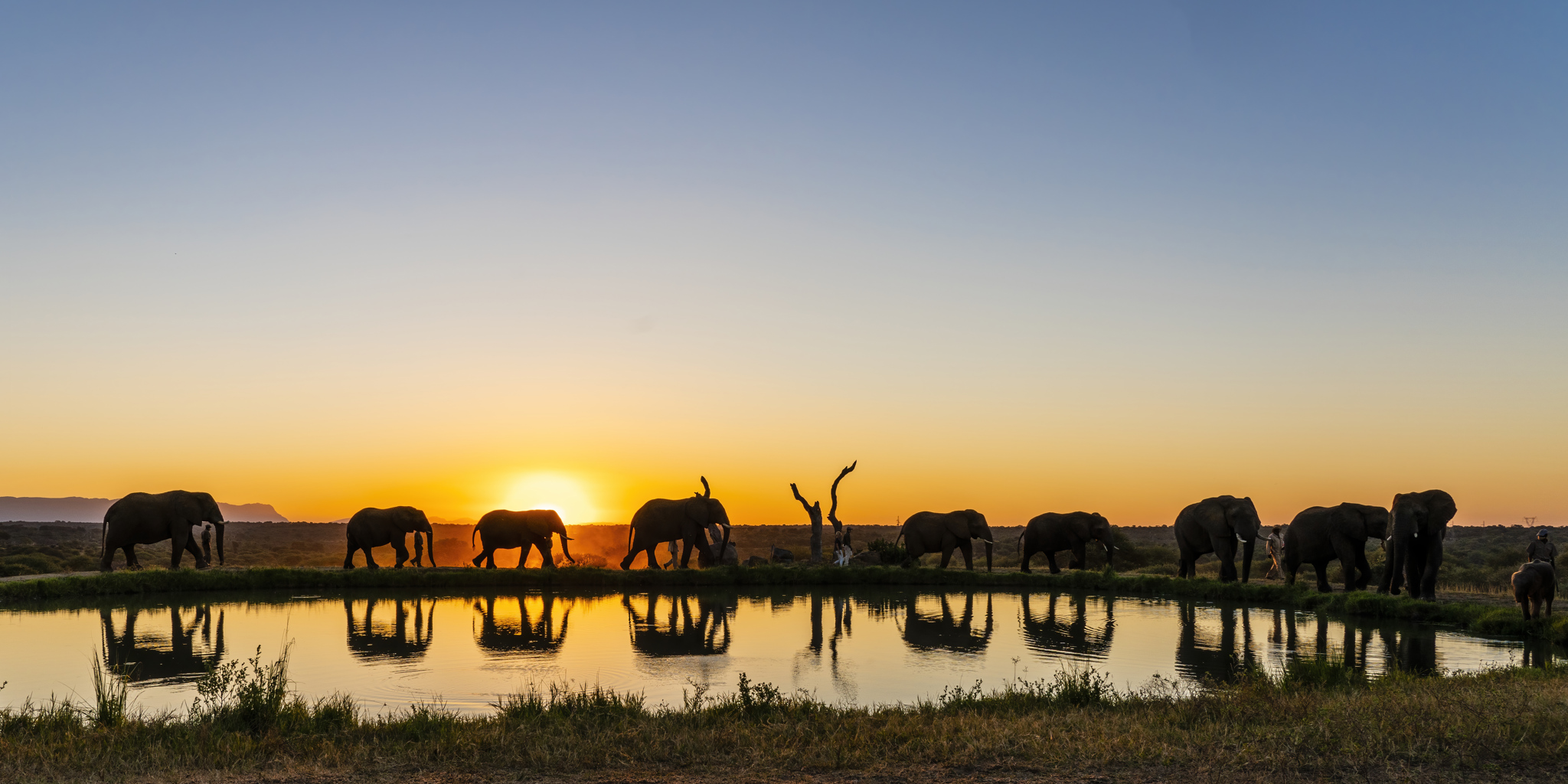 herd sunset, jabulani, kruger national park, south africa