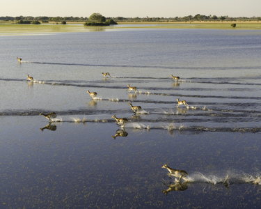 the okavango delta, visit botswana, homepage